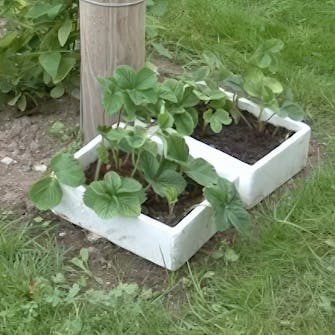 mansikat pistokkaat mansikat pistokkaat